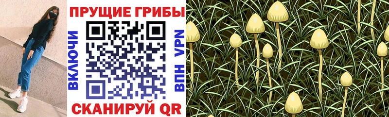 Галлюциногенные грибы прущие грибы  закладка  Дзержинский 